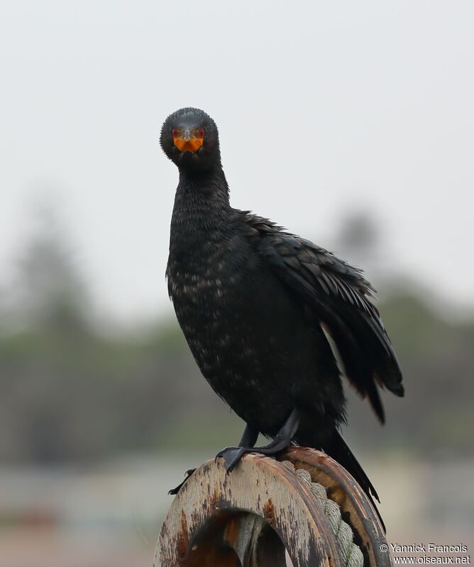 Crowned Cormorantadult, identification, aspect