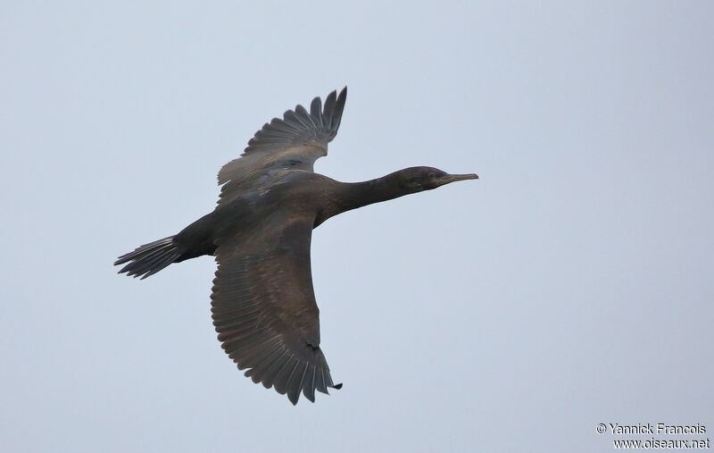 Crowned Cormorantimmature, aspect, Flight