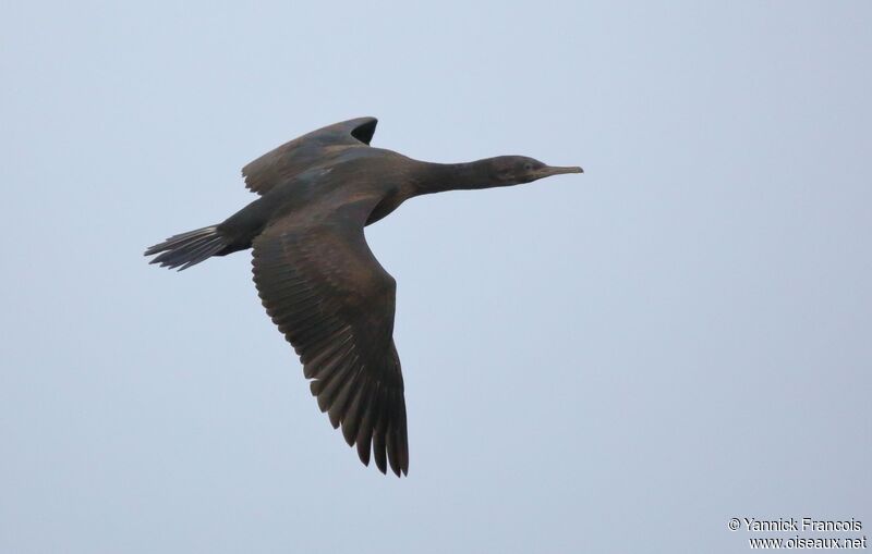 Crowned Cormorantimmature, aspect, Flight