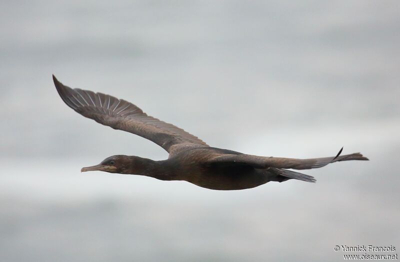 Crowned Cormorantimmature, aspect, Flight