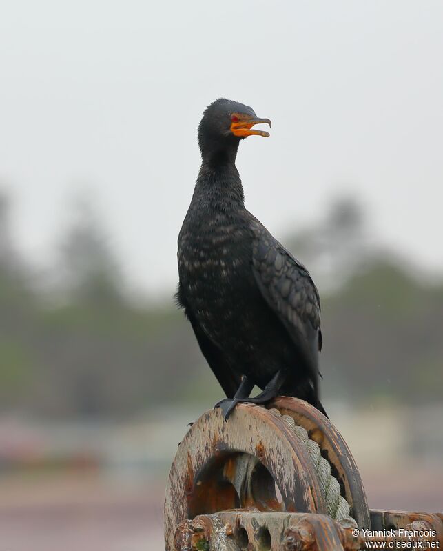 Crowned Cormorantadult, identification, aspect