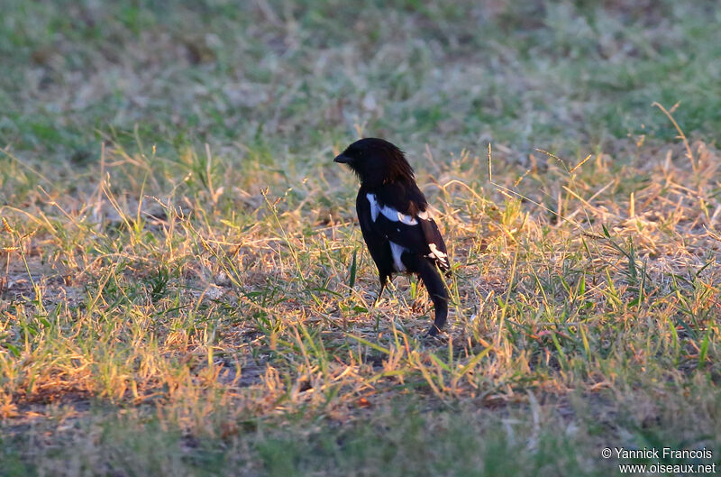 Magpie Shrike female adult, habitat, aspect, walking