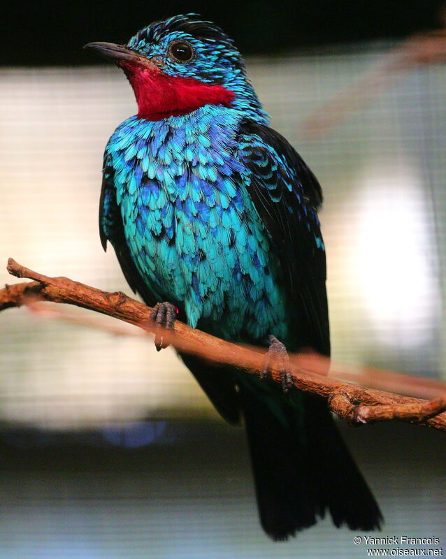 Cotinga de Cayenne mâle adulte nuptial, identification, composition