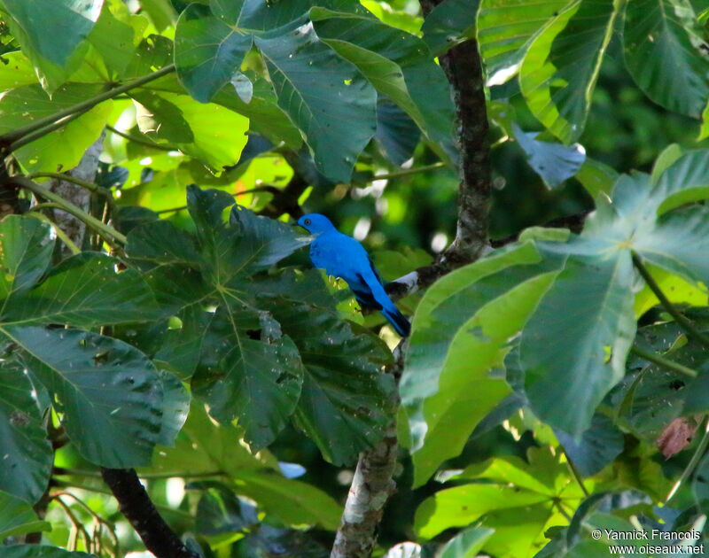 Plum-throated Cotinga male adult, habitat