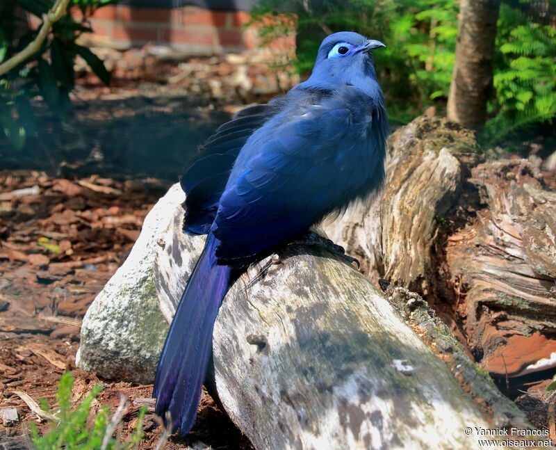 Coua bleuadulte, identification, composition