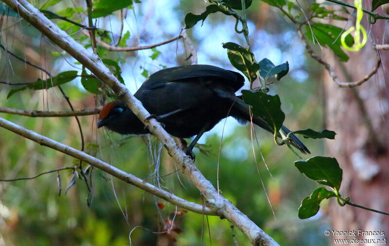 Coua de Reynaudadulte, habitat, composition