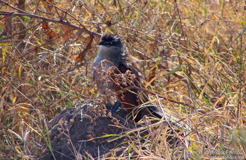 Coucal à sourcils blancsadulte, identification, composition