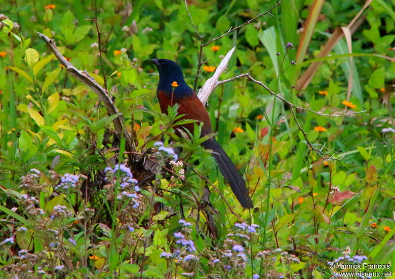 Coucal toulouadulte, habitat