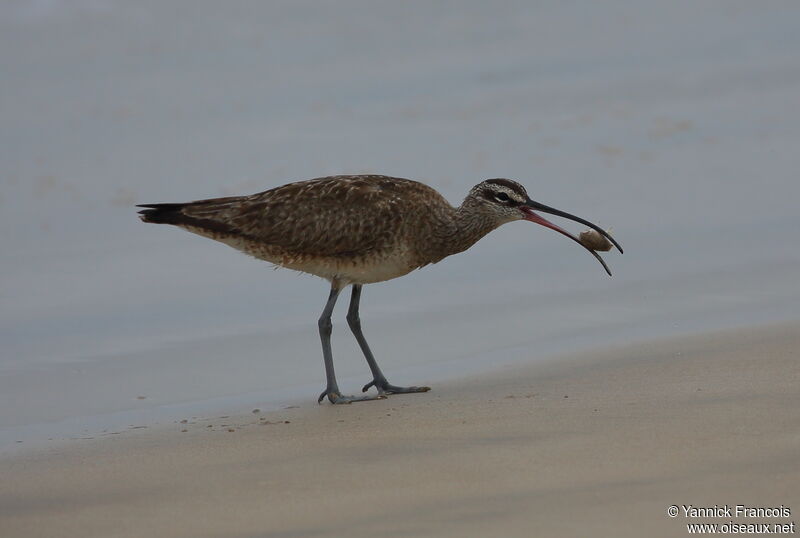 Courlis hudsonienadulte, identification, composition, pêche/chasse