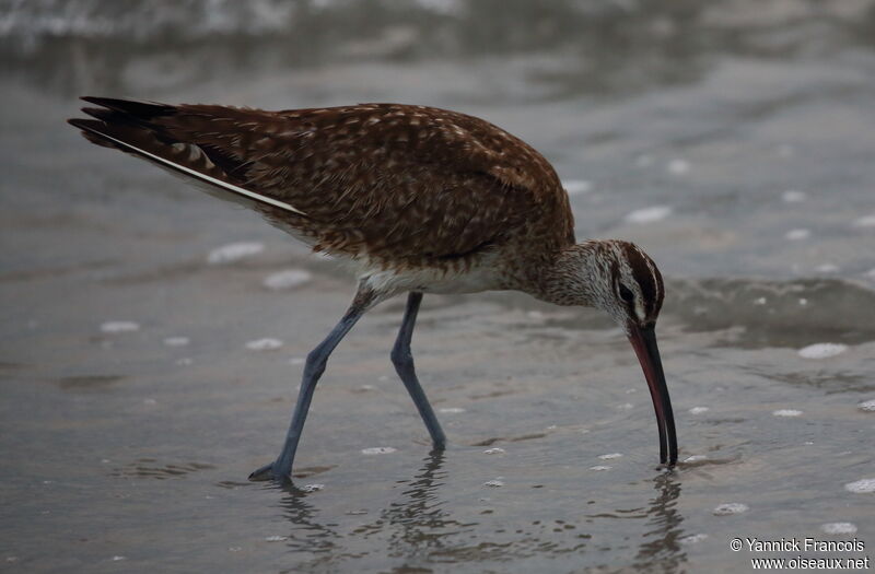 Courlis hudsonienadulte, identification, composition, pêche/chasse