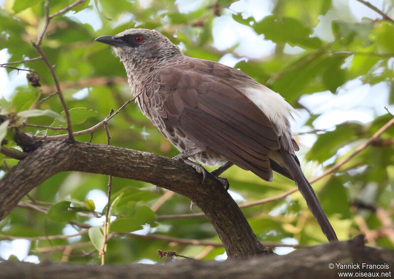 Hartlaub's Babbleradult, identification, aspect