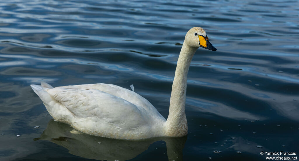 Cygne chanteuradulte, identification, composition