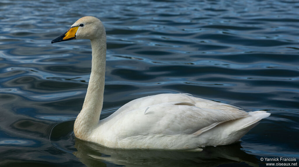 Cygne chanteuradulte, identification, composition