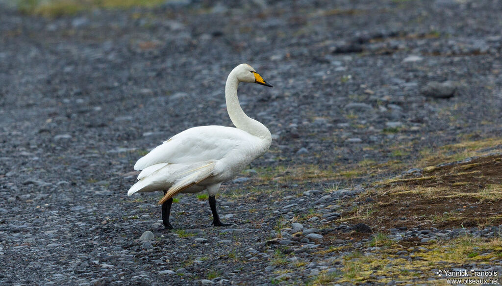 Whooper Swanadult, identification, aspect