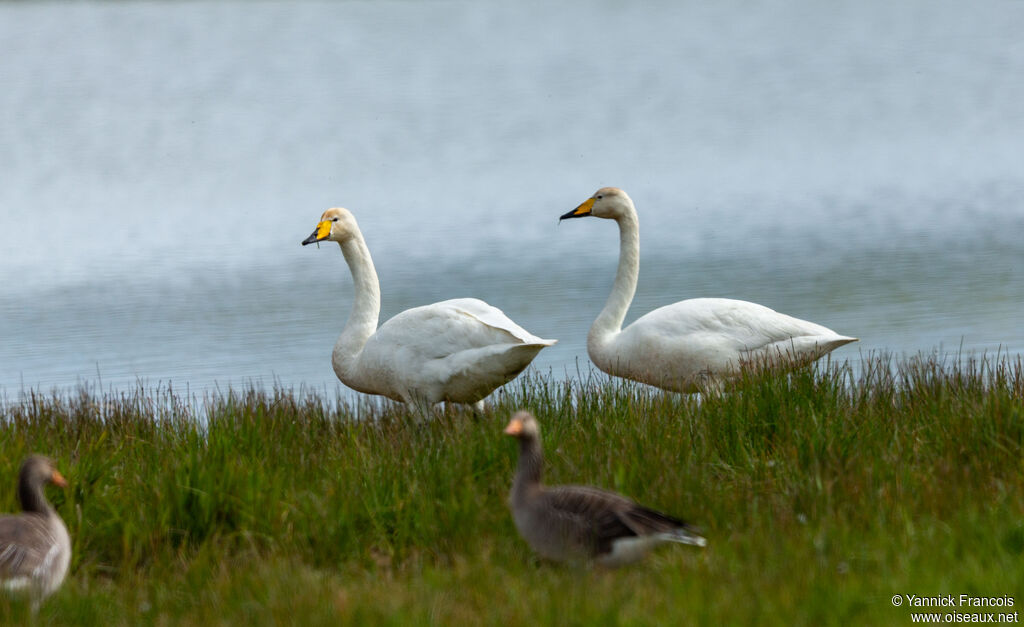 Cygne chanteuradulte, habitat, composition
