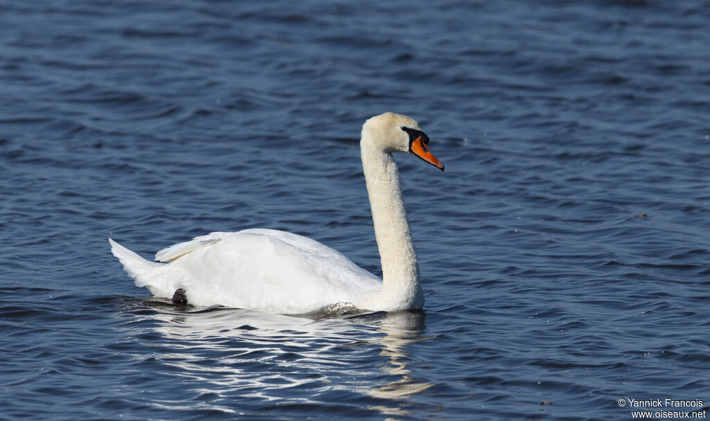 Cygne tuberculéadulte, identification, composition