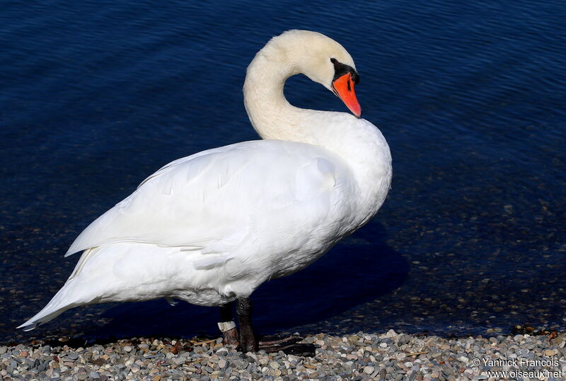 Cygne tuberculéadulte, identification, composition