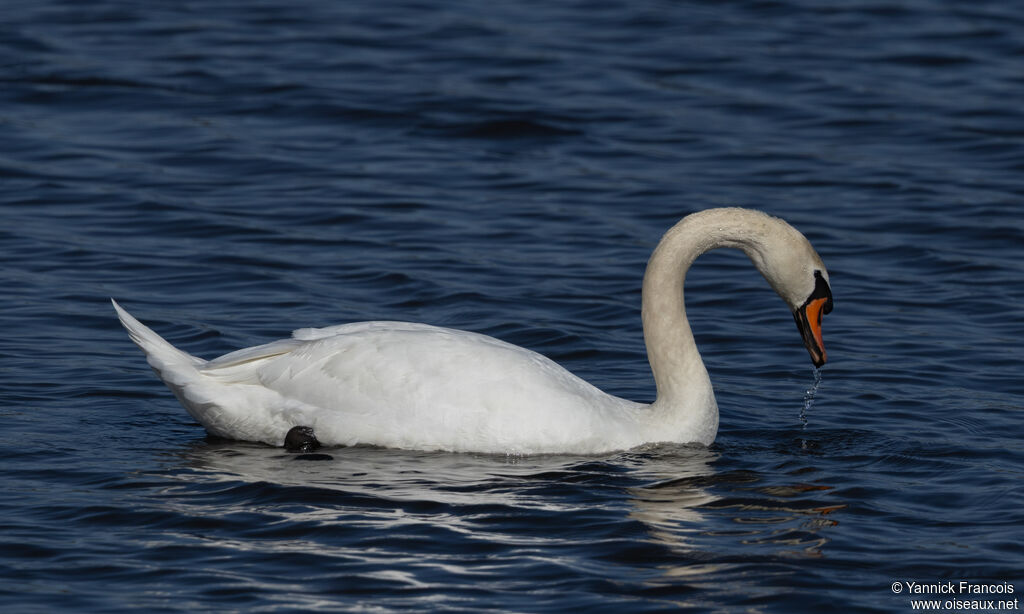 Cygne tuberculéadulte, identification, composition