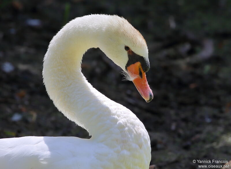 Cygne tuberculéadulte, portrait, composition