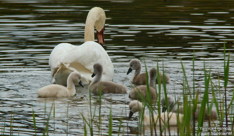 Cygne tuberculéjuvénile, habitat, composition