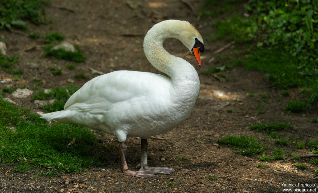 Cygne tuberculéadulte, identification, composition