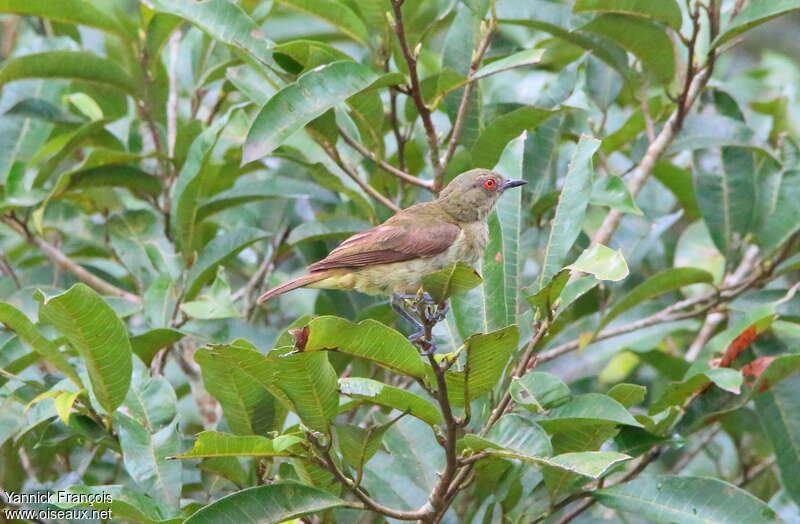 Yellow-bellied Dacnis female adult, identification