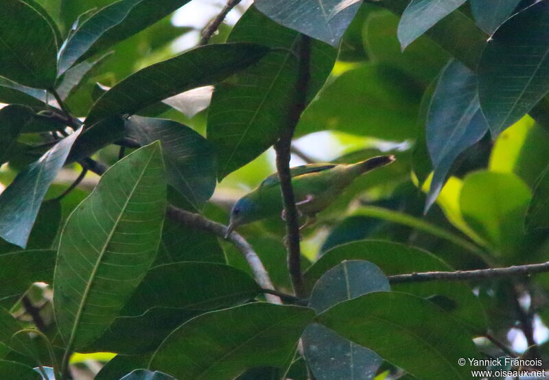 Dacnis bleu femelle adulte, habitat