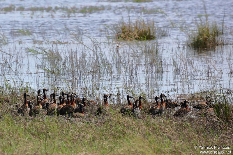 Dendrocygne veuf, habitat, composition