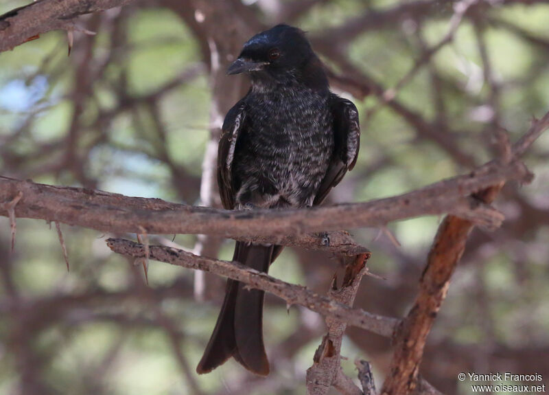 Drongo brillantimmature, identification, composition