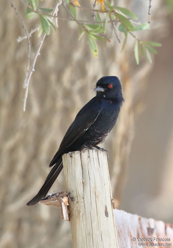 Drongo brillantadulte, habitat, composition