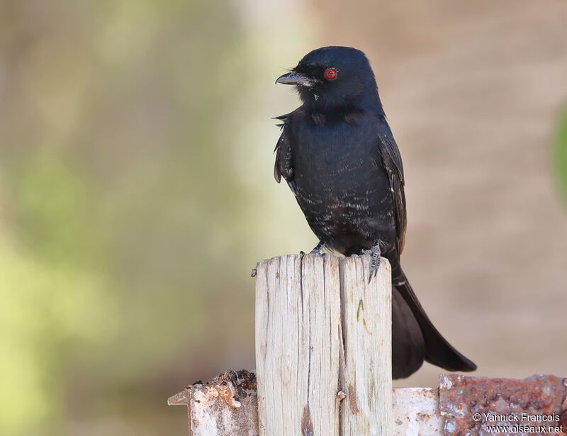 Drongo brillantadulte, identification, composition