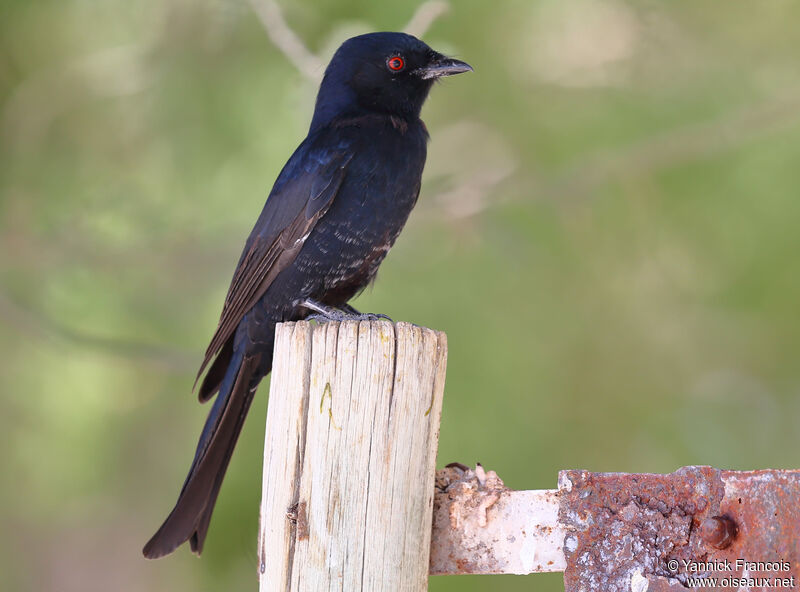 Drongo brillantadulte, identification, composition