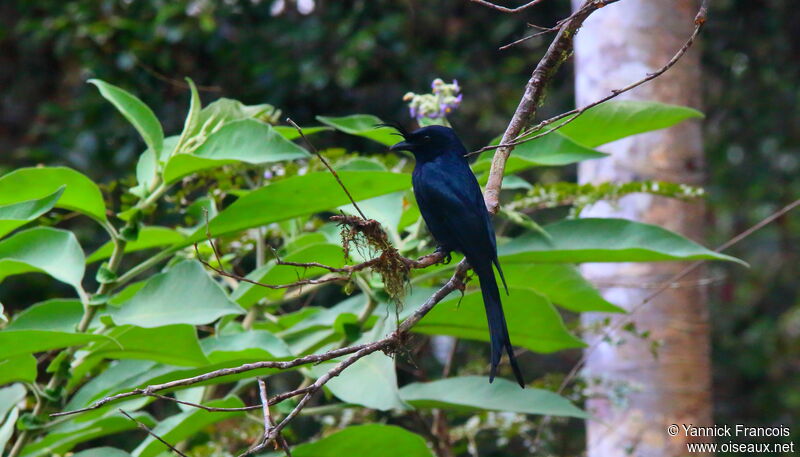 Crested Drongoadult, habitat