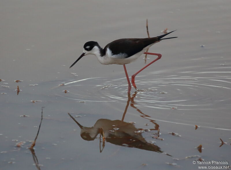 Échasse d'Amériqueadulte, identification, composition, pêche/chasse