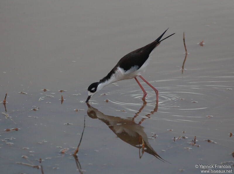 Échasse d'Amériqueadulte, identification, composition, pêche/chasse