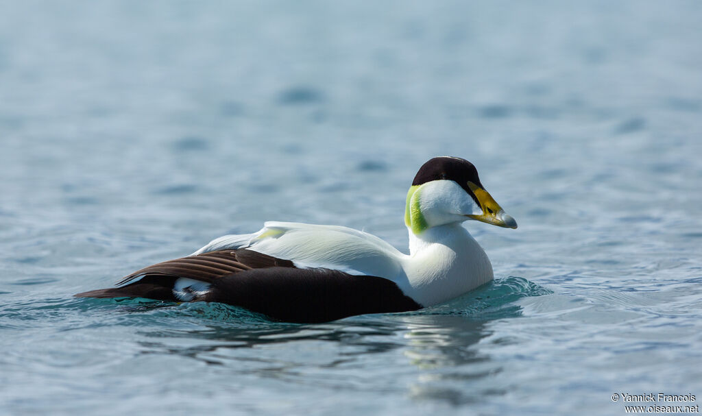 Common Eider male adult breeding, identification, aspect, swimming