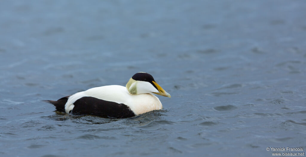 Common Eider male adult breeding, habitat, aspect, swimming
