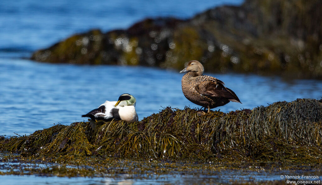 Common Eideradult breeding, habitat, aspect