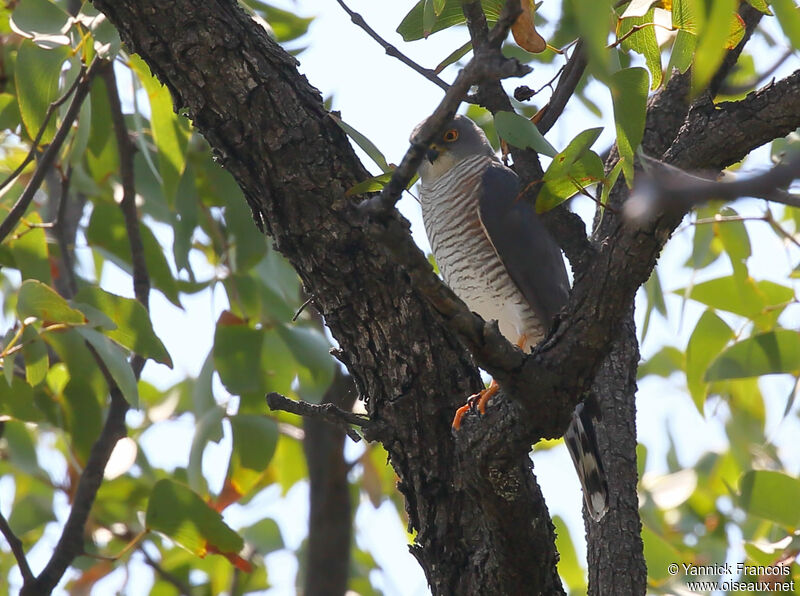 Épervier minuleadulte, habitat, composition