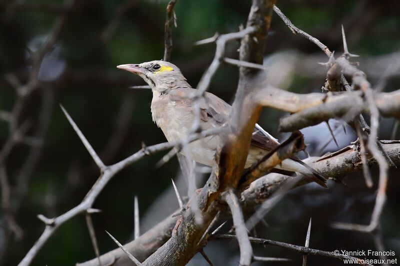 Wattled Starling female adult, identification, aspect