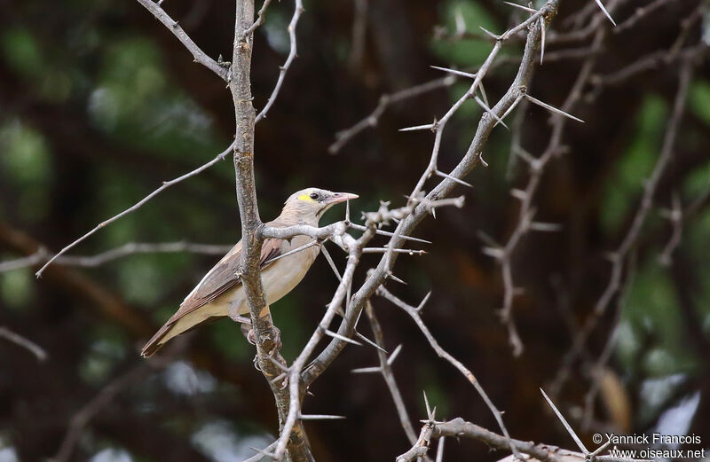 Étourneau caronculé femelle adulte, habitat, composition