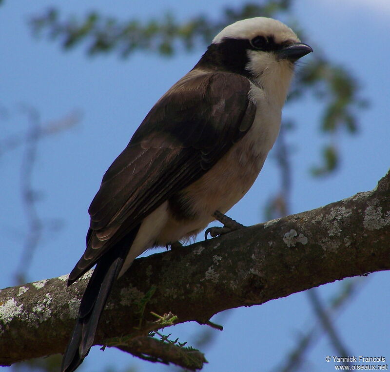 Northern White-crowned Shrikeadult, identification, aspect