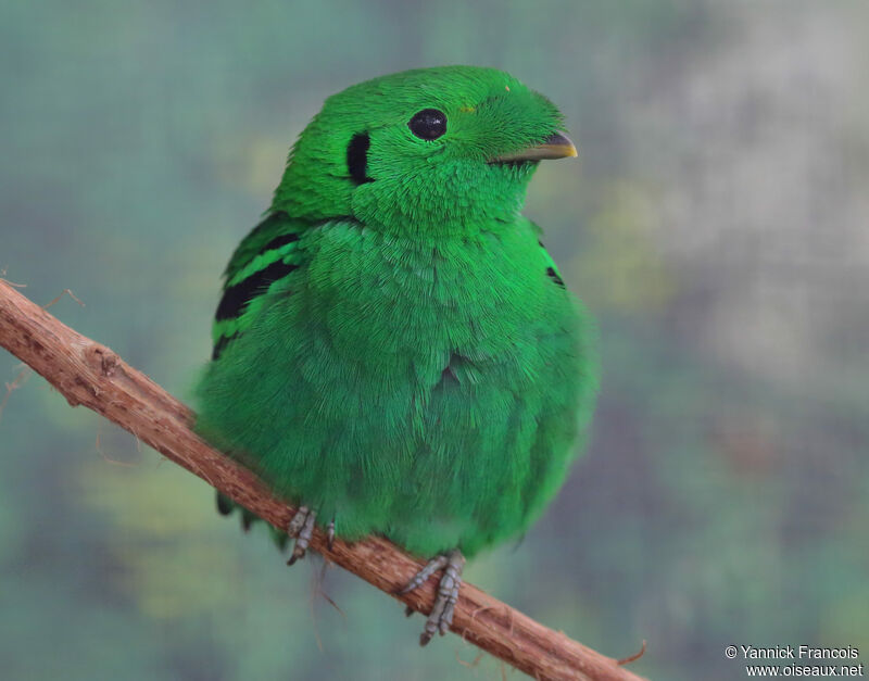 Green Broadbill male adult, close-up portrait, aspect