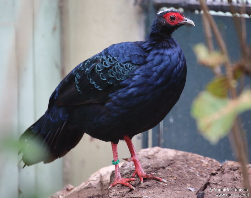 Edwards's Pheasant male adult, identification, aspect