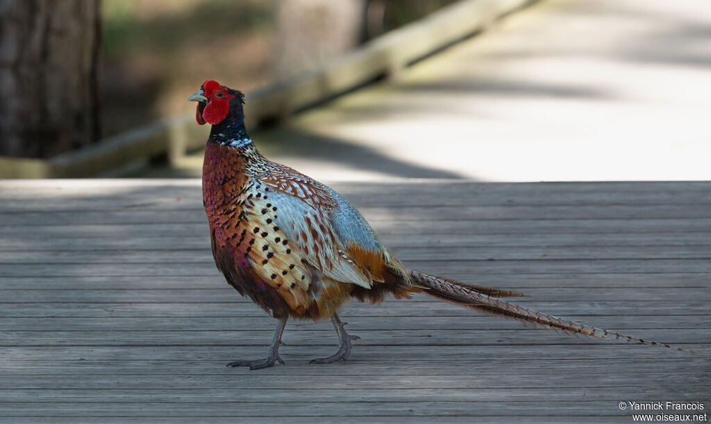 Common Pheasant male adult, identification, aspect