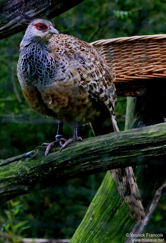 Faisan de Wallich femelle adulte, identification, composition