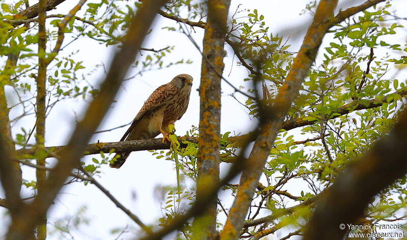 Common Kestrel female adult, habitat, aspect, fishing/hunting