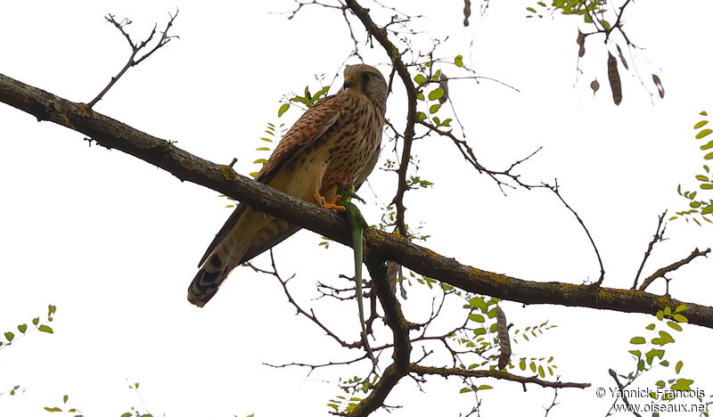 Common Kestrel female adult, identification, aspect, fishing/hunting