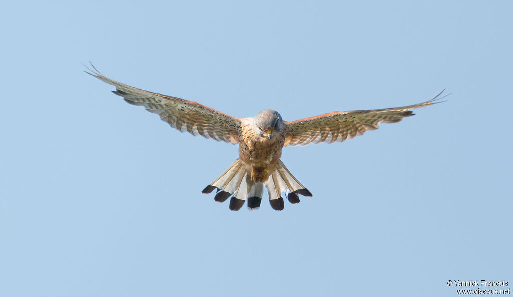 Faucon crécerelle mâle adulte, composition, Vol, pêche/chasse