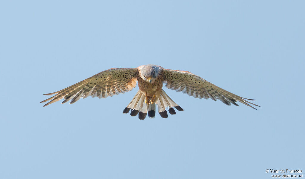 Faucon crécerelle mâle adulte, composition, Vol, pêche/chasse